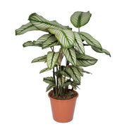 Calathea Whitestar | ↑50cm | Ø19 cm