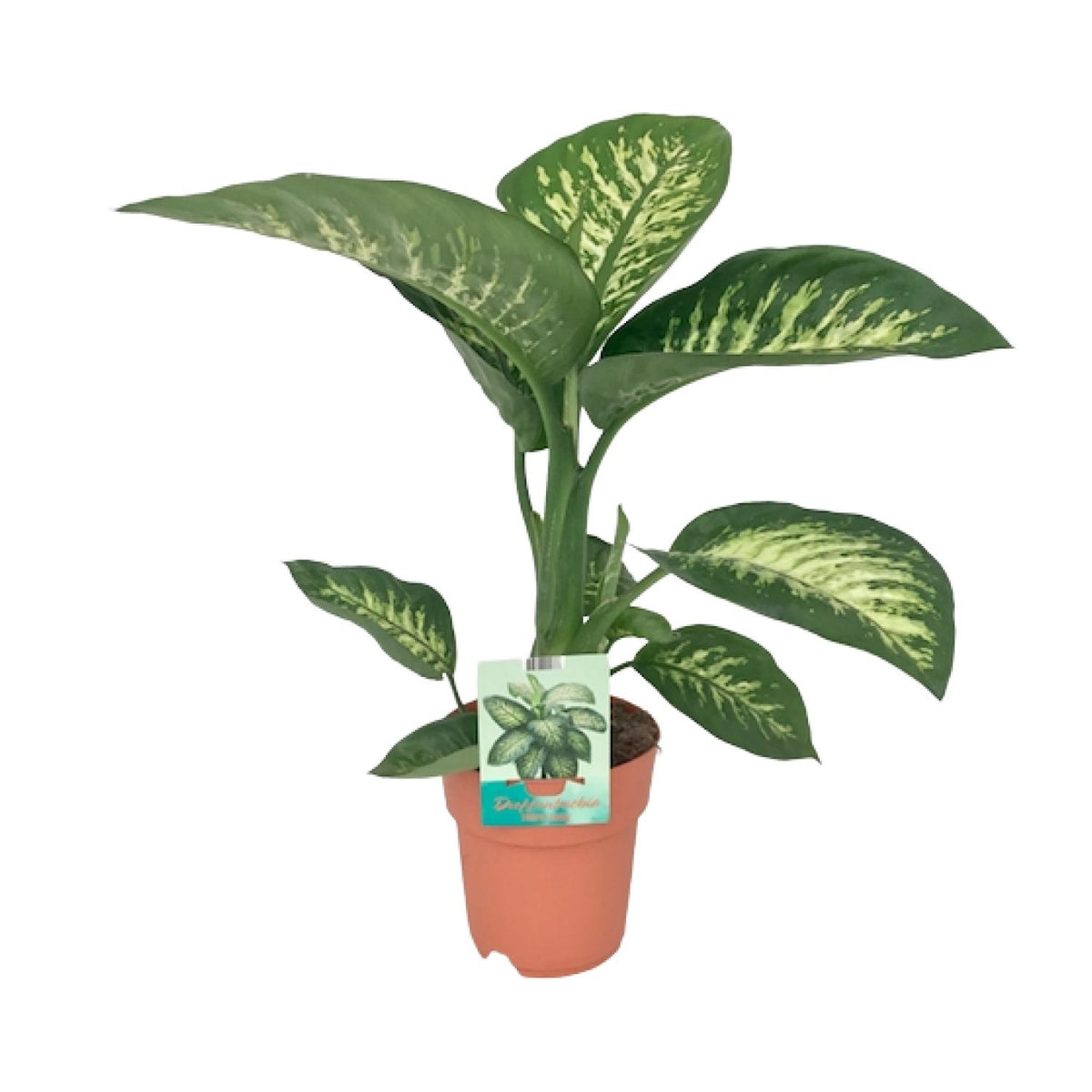 Dieffenbachia Seguine Tropic Snow | ↑70 cm | Ø19 cm