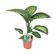 Dieffenbachia Seguine Tropic Snow | ↑70 cm | Ø19 cm