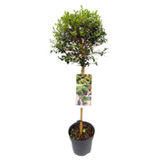Ligustrum Delavayanum | ↑90 cm | Ø19 cm