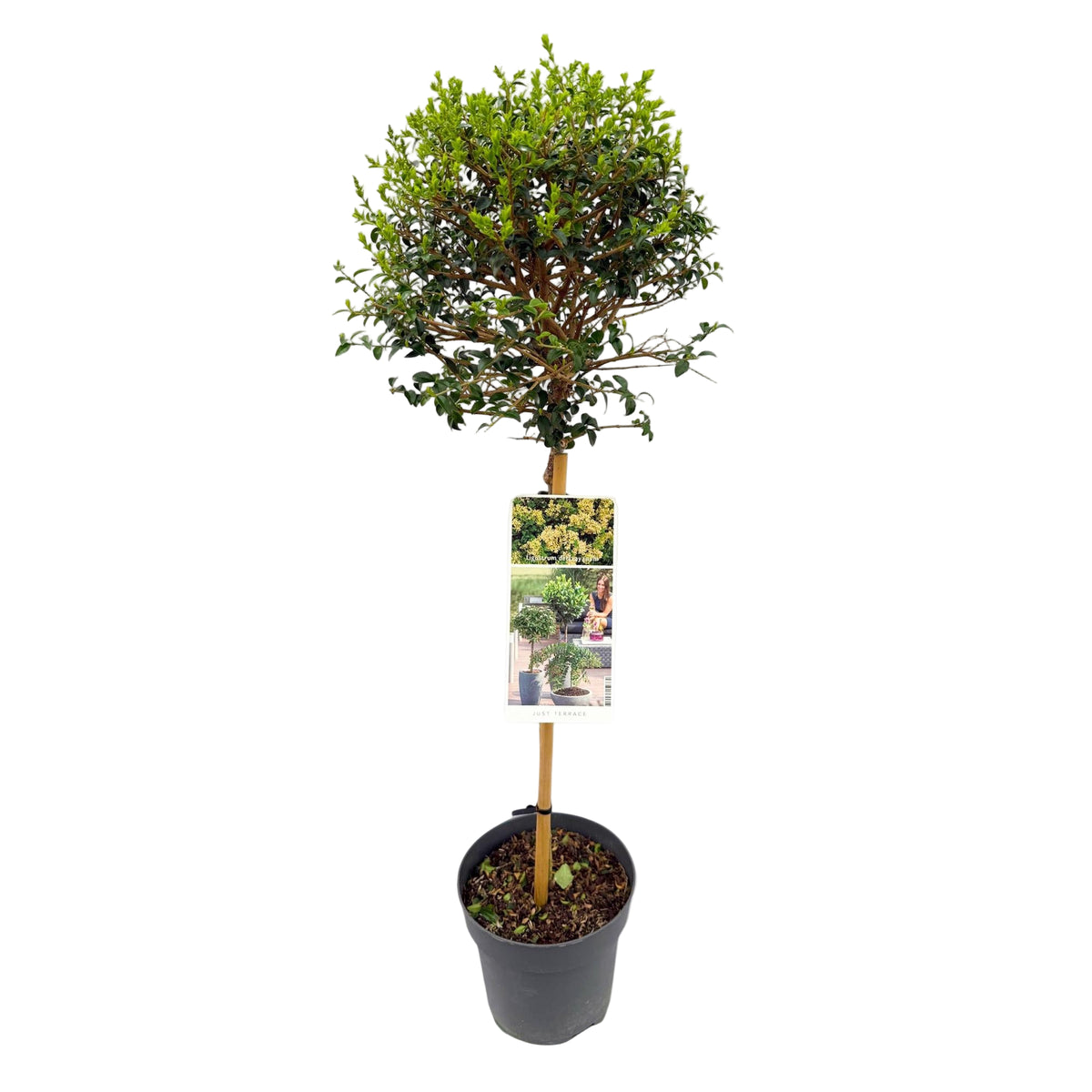 Ligustrum Delavayanum | ↑90 cm | Ø19 cm