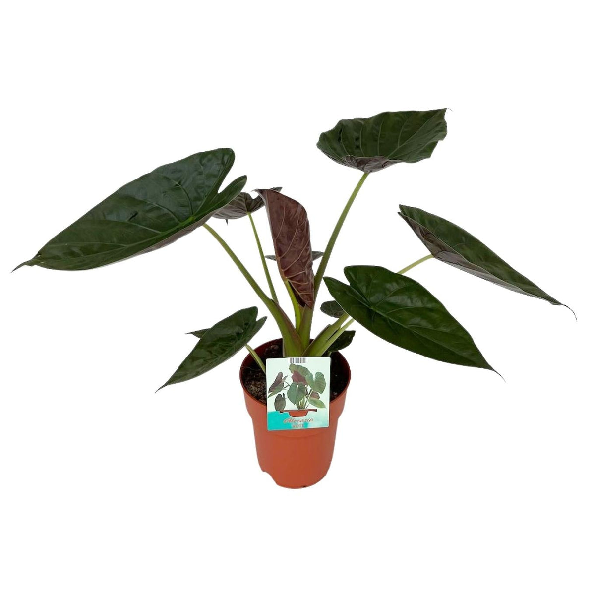 Alocasia Wentii | ↑85 cm | Ø19 cm