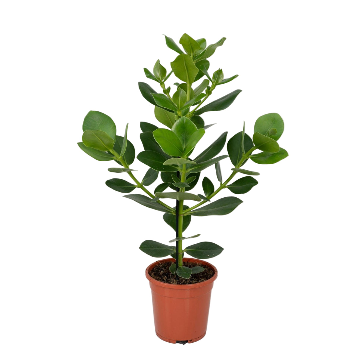 Clusia Rosea Princess | ↑60 cm | Ø17 cm