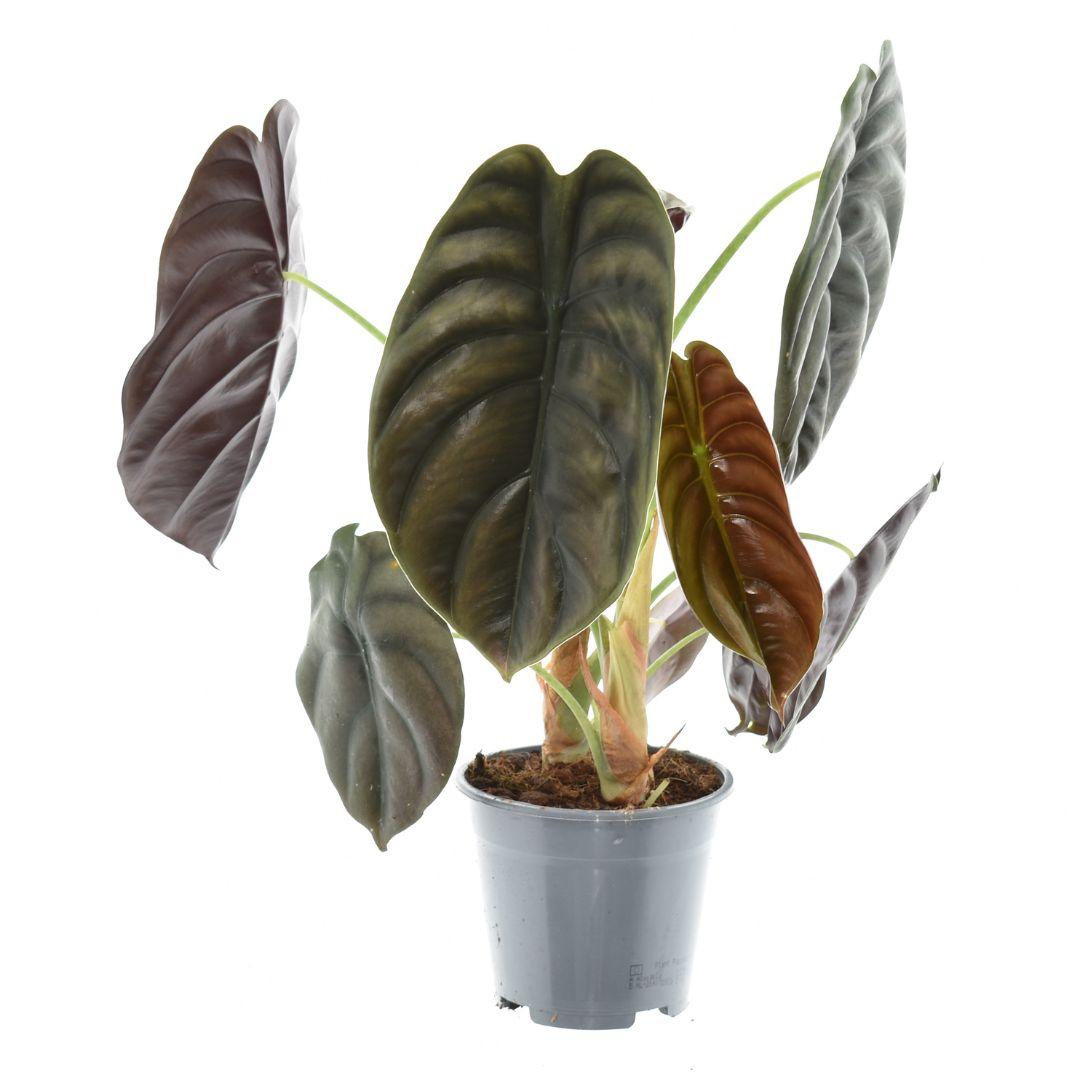 Alocasia Red Secret | ↑35 cm | Ø14 cm