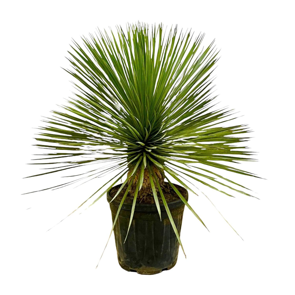 Yucca Rostrata Op Stam | ↑70 cm | Ø27 cm