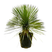 Yucca Rostrata Op Stam | ↑70 cm | Ø27 cm