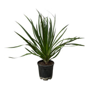 Dracaena Draco | ↑100 cm | Ø24 cm