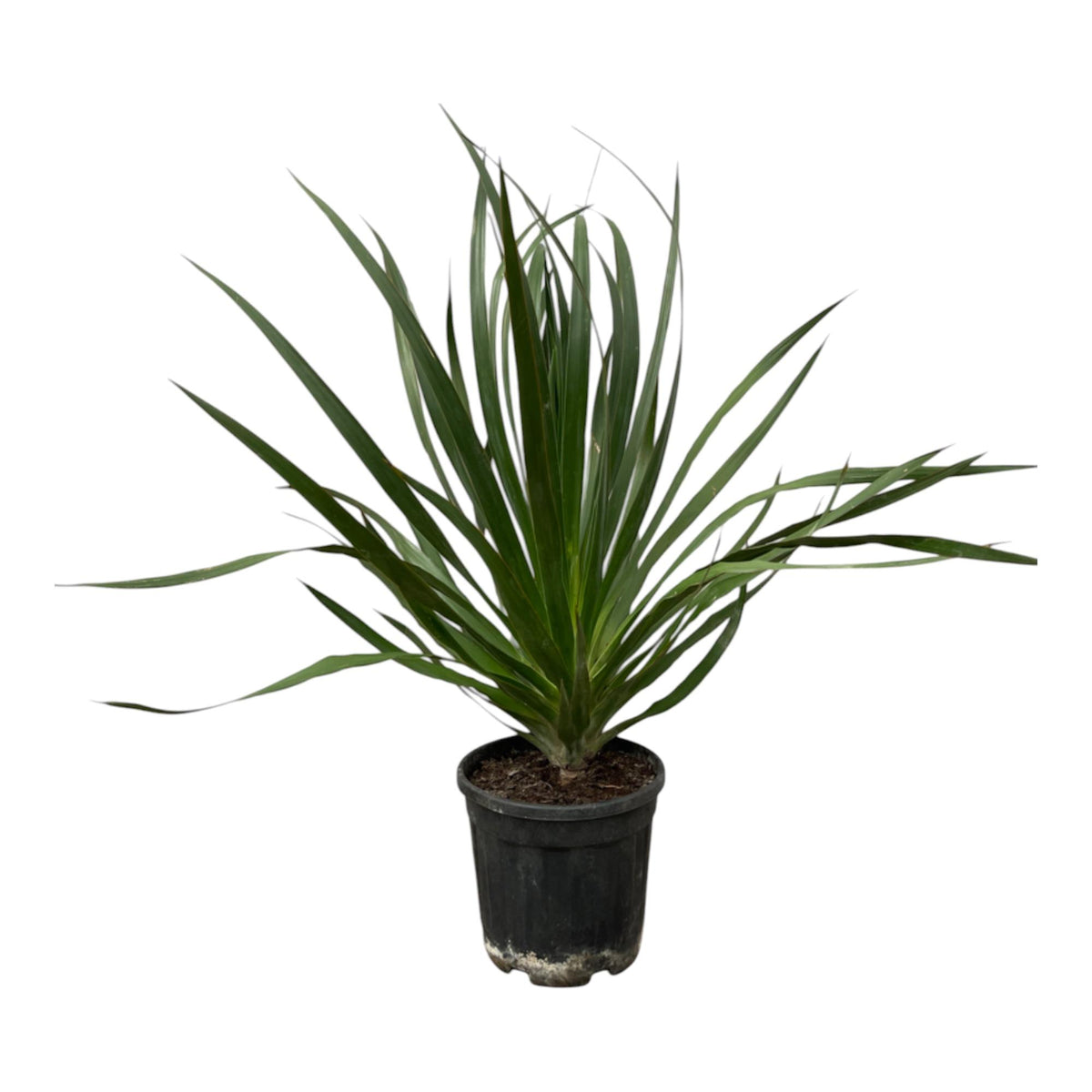 Dracaena Draco | ↑100 cm | Ø24 cm
