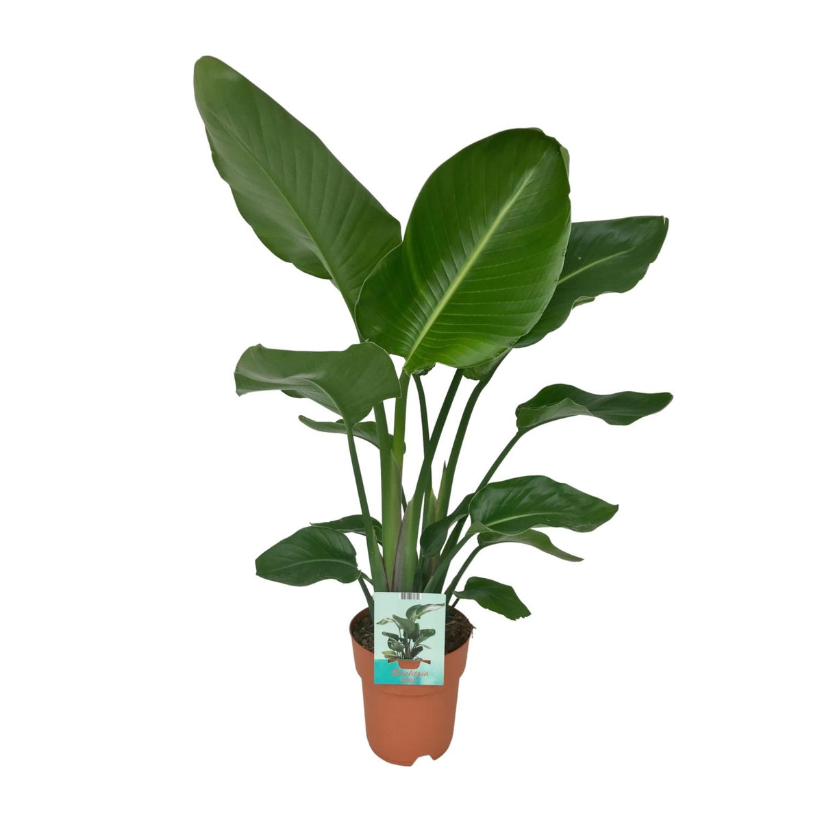 Strelitzia Nicolai | ↑90 cm | Ø19 cm