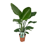 Strelitzia Nicolai | ↑90 cm | Ø19 cm