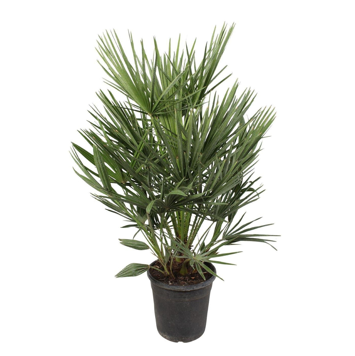Chamaerops Humilis | ↑100 cm | Ø21 cm