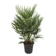 Chamaerops Humilis | ↑100 cm | Ø21 cm