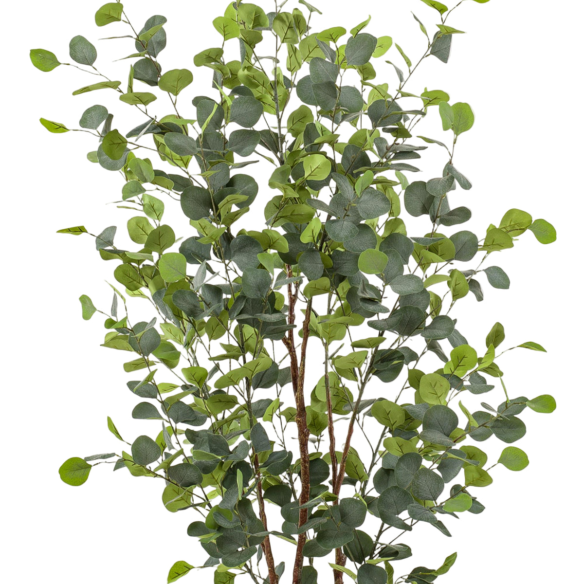 Kunstplant | Eucalyptus | ↑140 cm