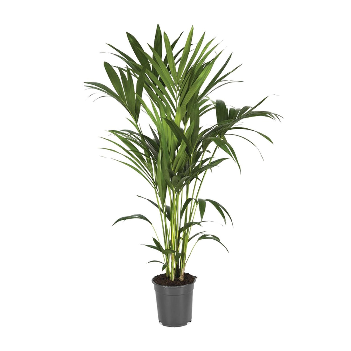 Howea Forsteriana | ↑120 cm | Ø21 cm