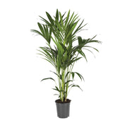 Howea Forsteriana | ↑120 cm | Ø21 cm