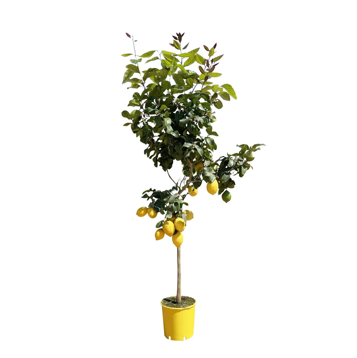 Citroenboom | ↑50 cm | Ø24 cm