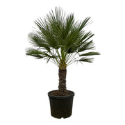 Chamaerops Humilis Op Stam | ↑150 cm | Ø45 cm
