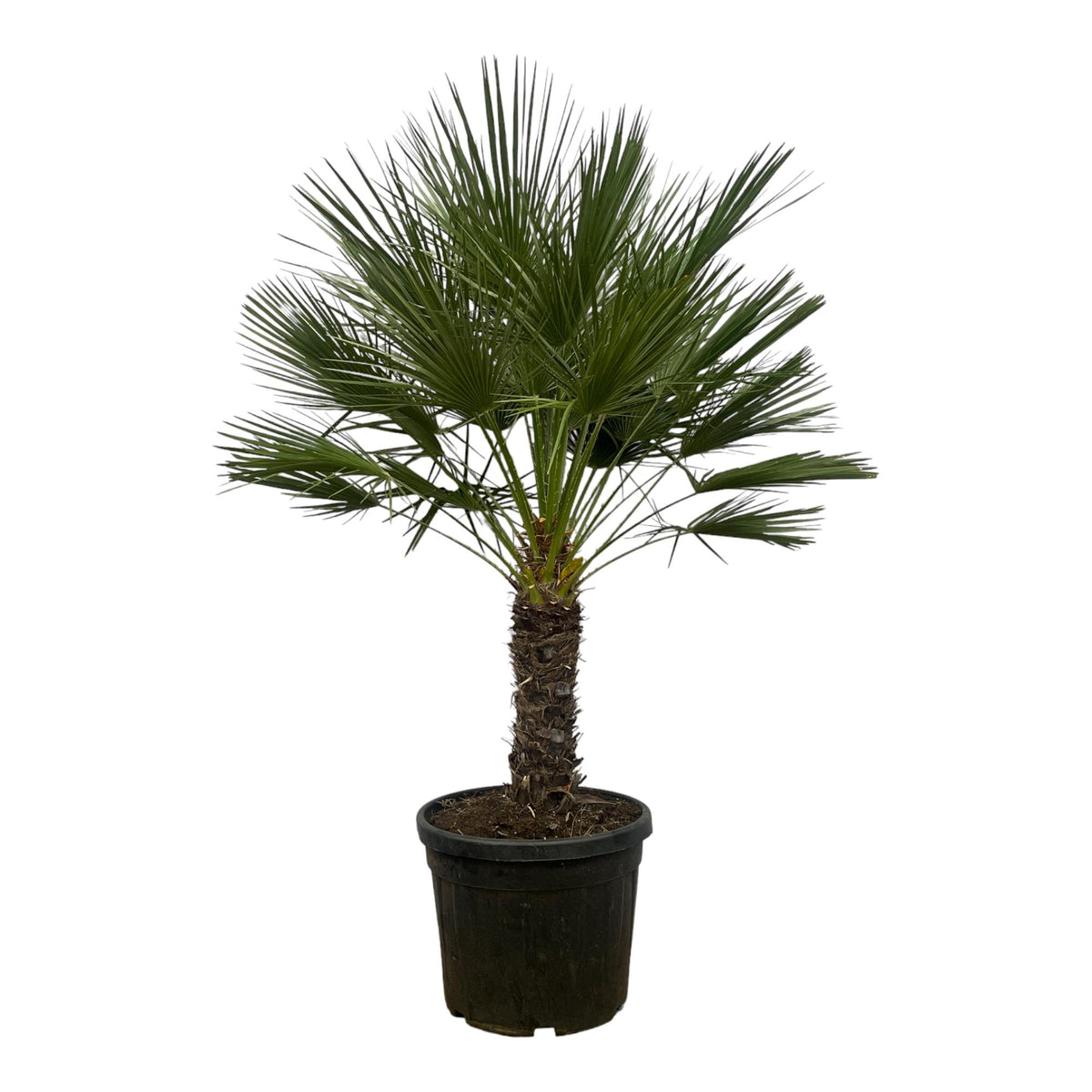 Chamaerops Humilis Op Stam | ↑150 cm | Ø45 cm