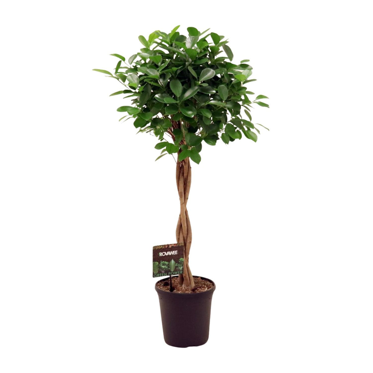Ficus Microcarpa Moclame | ↑110 cm | Ø23 cm