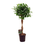 Ficus Microcarpa Moclame | ↑110 cm | Ø23 cm