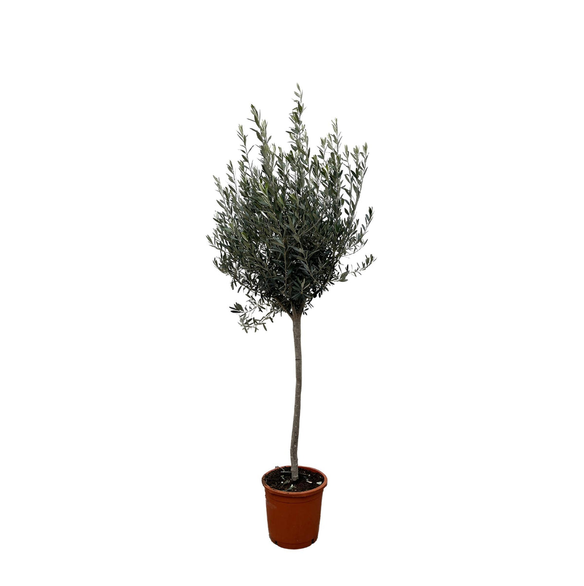 Olea Europaea | ↑160 cm | Ø24 cm