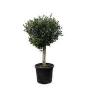 Olea Europaea Lorc | ↑180 cm | Ø50 cm