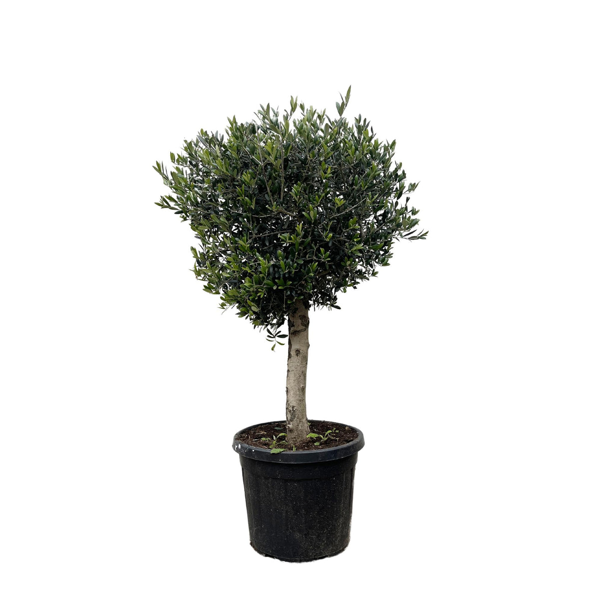 Olea Europaea Lorc | ↑180 cm | Ø50 cm