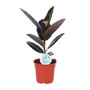 Ficus Elastica Abidjan | ↑55 cm | Ø17 cm