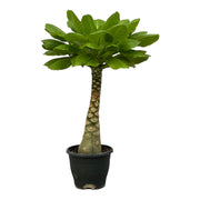 Birghamia Insignis | ↑25 cm | Ø12 cm
