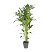 Howea Forsteriana | ↑130 cm | Ø21 cm