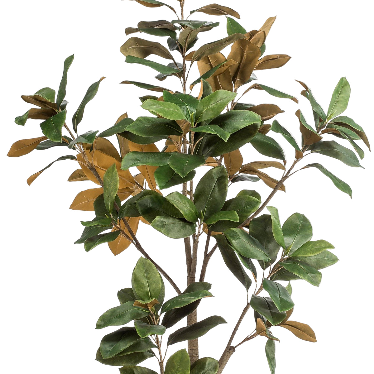 Kunstplant | Magnolia Grandiflora | ↑180 cm