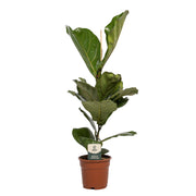 Ficus Lyrata | ↑60 cm | Ø17 cm