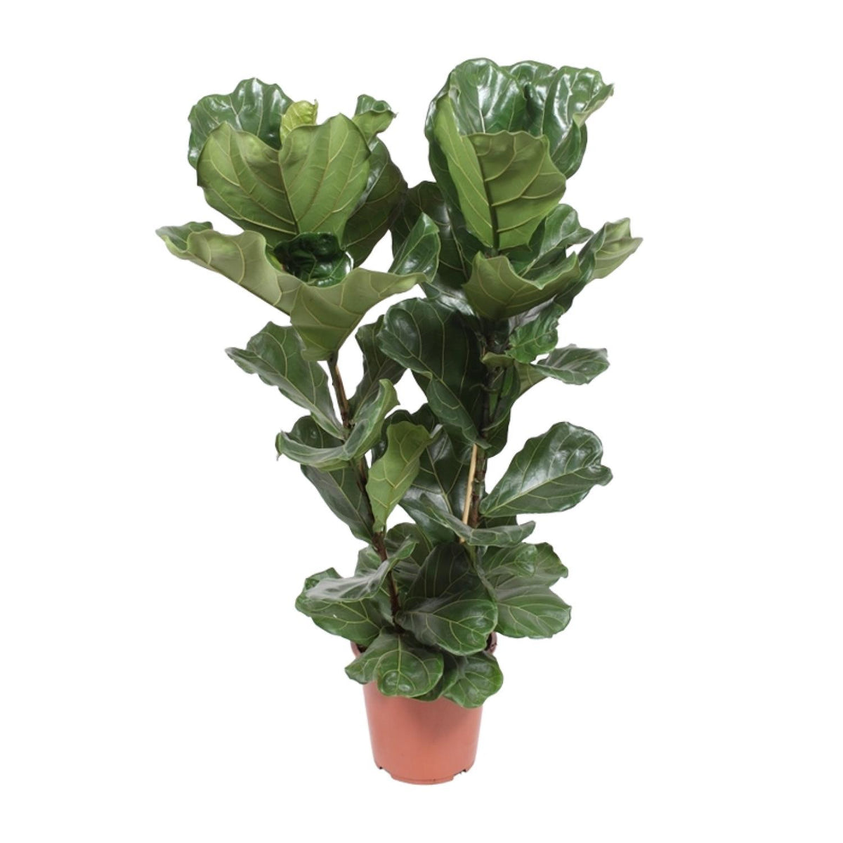 Ficus Lyrata | ↑100 cm | Ø27 cm