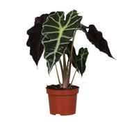 Alocasia Amazonica Polly | ↑30 cm | Ø12 cm