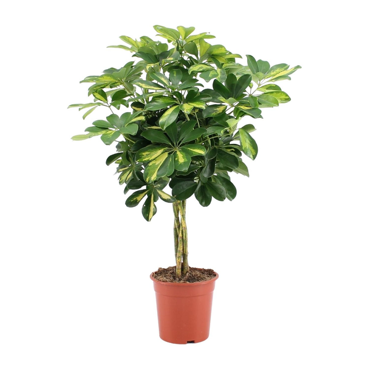 Schefflera Arboricola Gold Capella | ↑75 cm | Ø19 cm