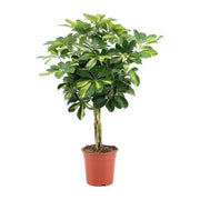 Schefflera Arboricola Gold Capella | ↑75 cm | Ø19 cm