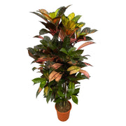 Croton Iceton vertakt | ↑120 cm | Ø24 cm