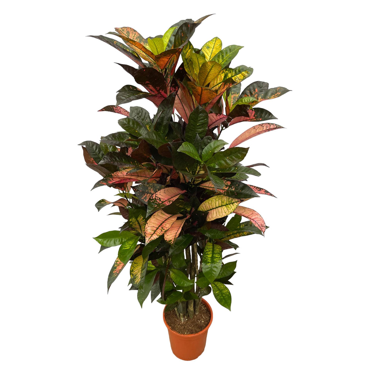 Croton Iceton vertakt | ↑120 cm | Ø24 cm