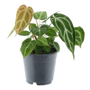 Anthurium Chrystallinum | ↑35 cm | Ø12 cm