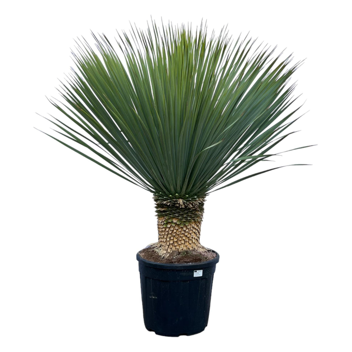 Yucca Rostrata | ↑140 cm | Ø45 cm