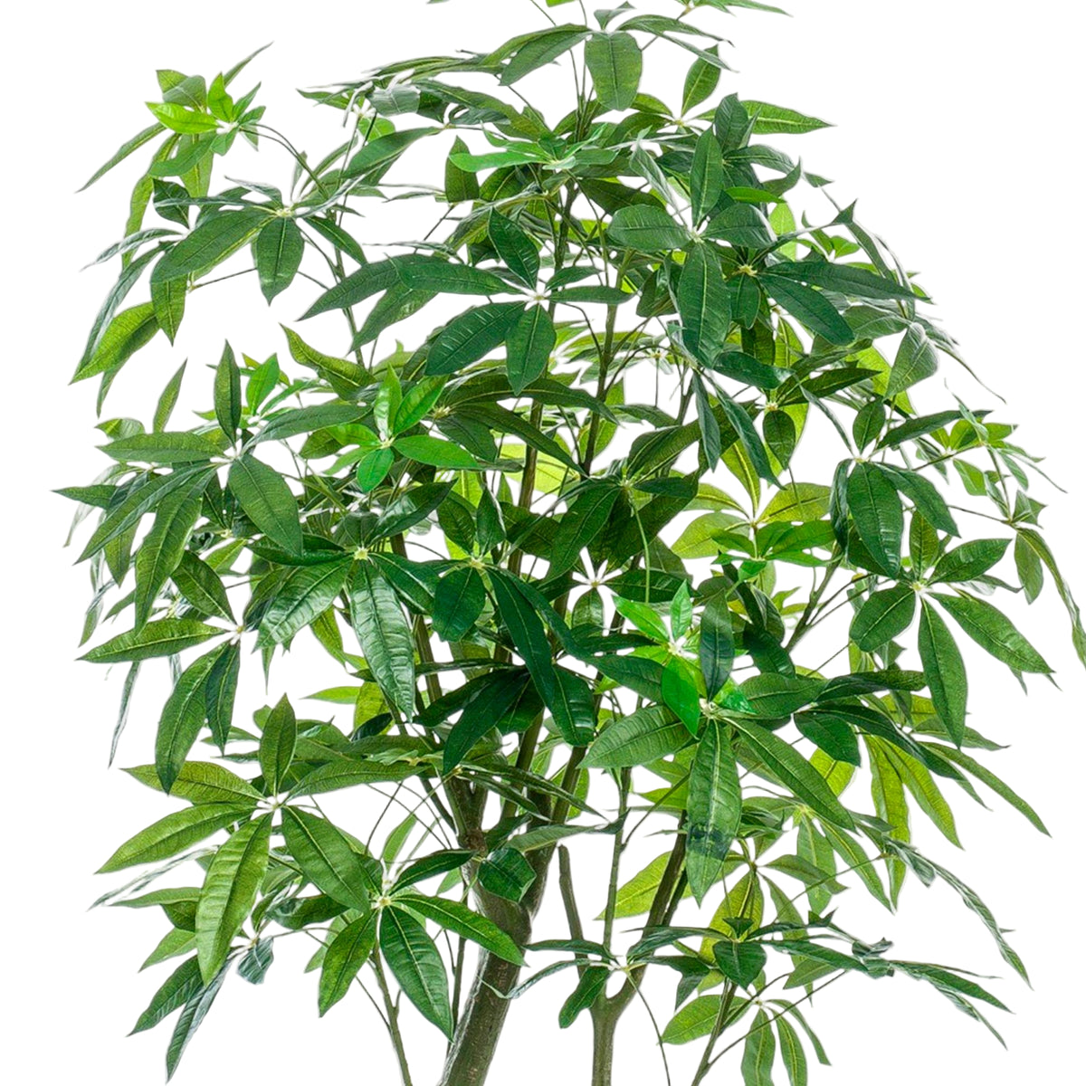 Kunstplant | Pachira Aquatica | ↑180 cm
