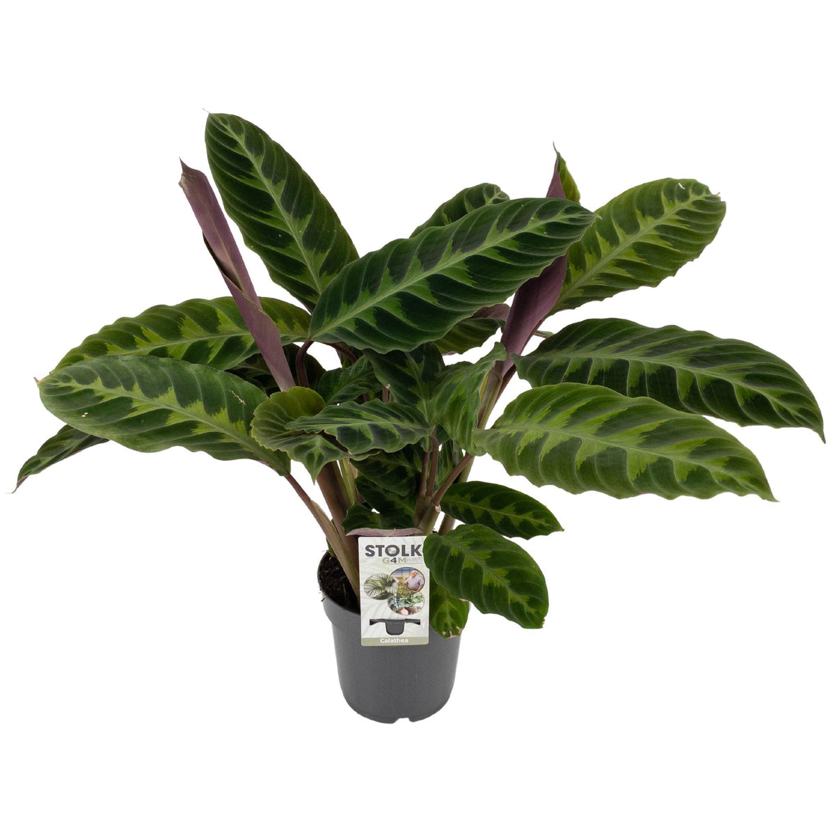 Calathea Warscewiczii | ↑50 cm | Ø14 cm