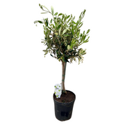 Olea Europaea | ↑60 cm | Ø15 cm