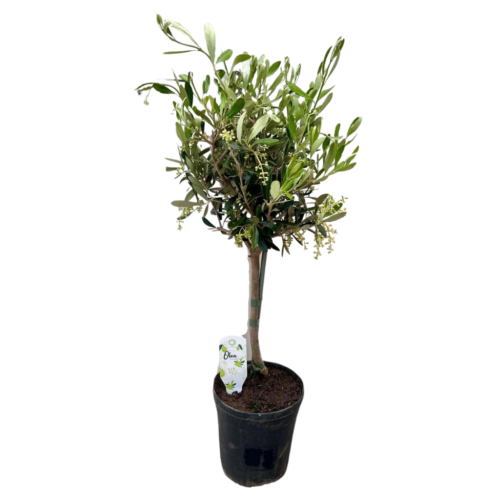 Olea Europaea | ↑60 cm | Ø15 cm