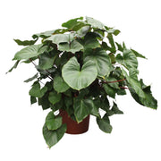 Homalomena Rubescens Maggy | ↑170 cm | Ø60 cm