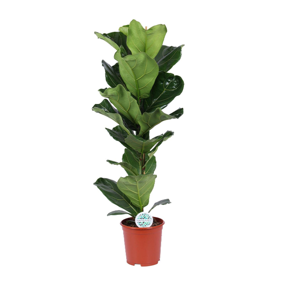 Ficus Lyrata | ↑90 cm | Ø21 cm