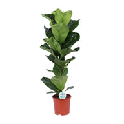 Ficus Lyrata | ↑90 cm | Ø21 cm