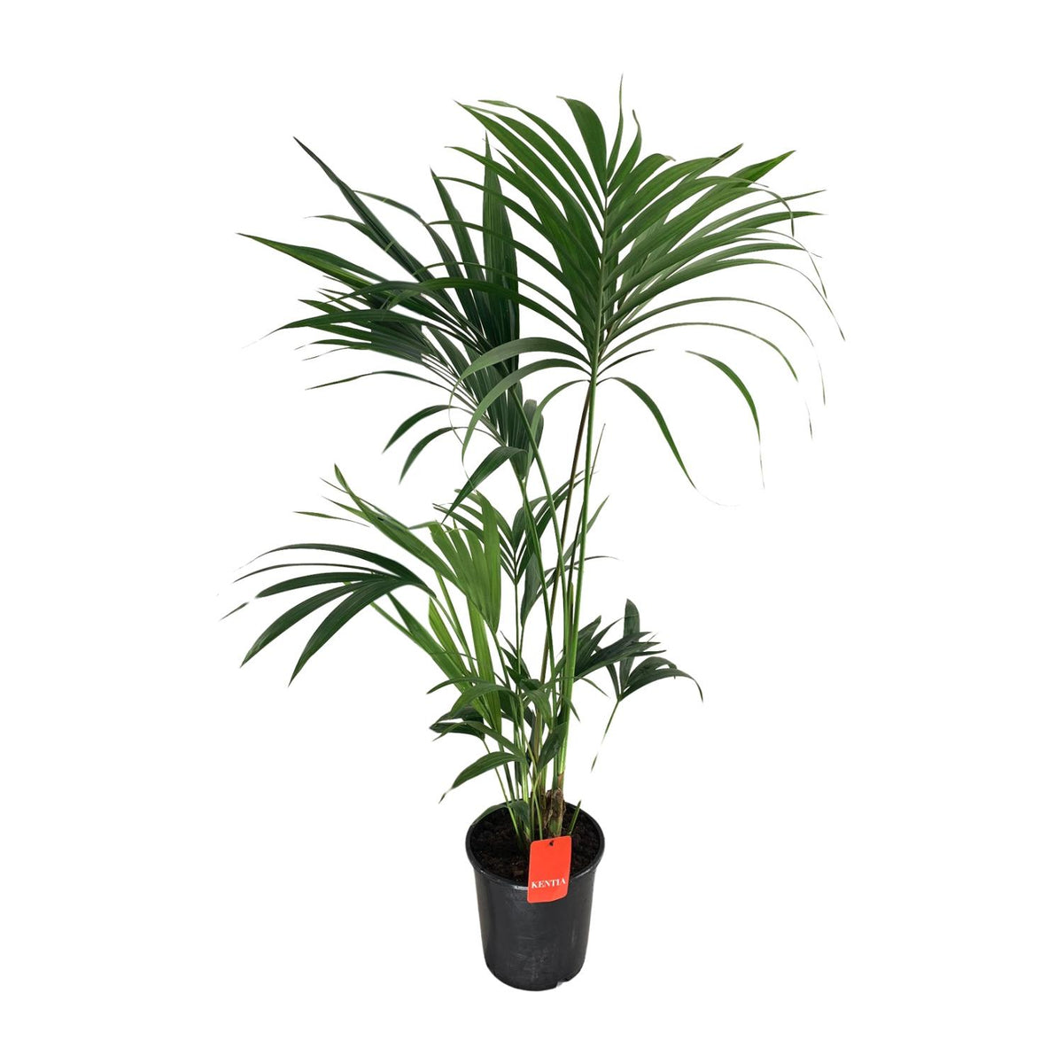 Howea Forsteriana | ↑130 cm | Ø24 cm