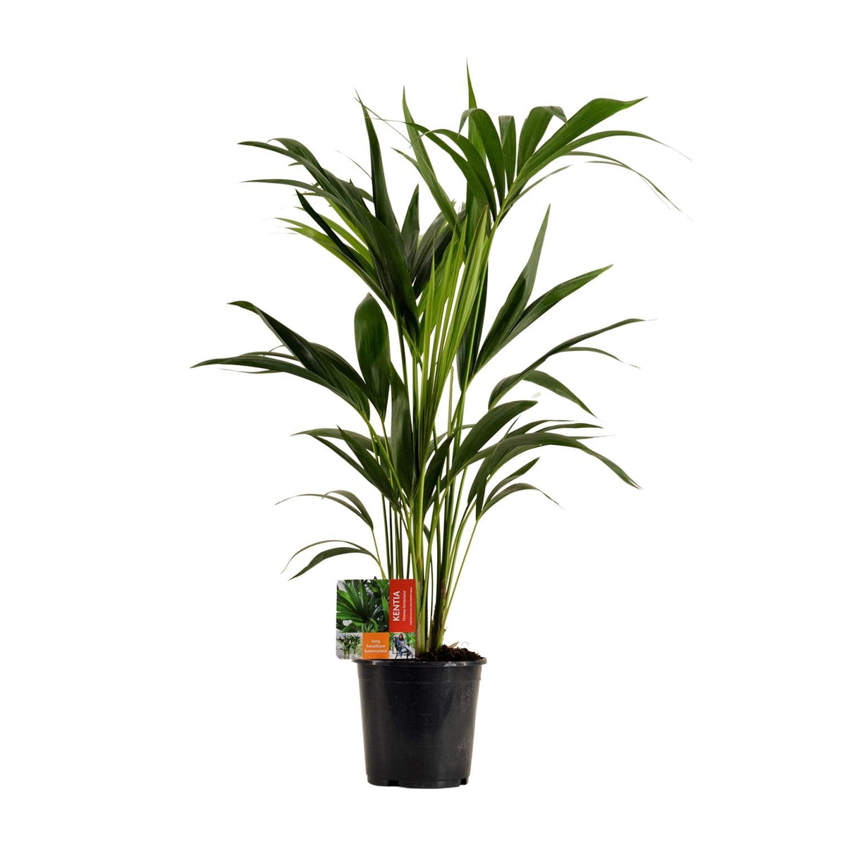 Howea Forsteriana | ↑100 cm | Ø19 cm