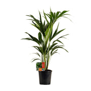 Howea Forsteriana | ↑100 cm | Ø19 cm